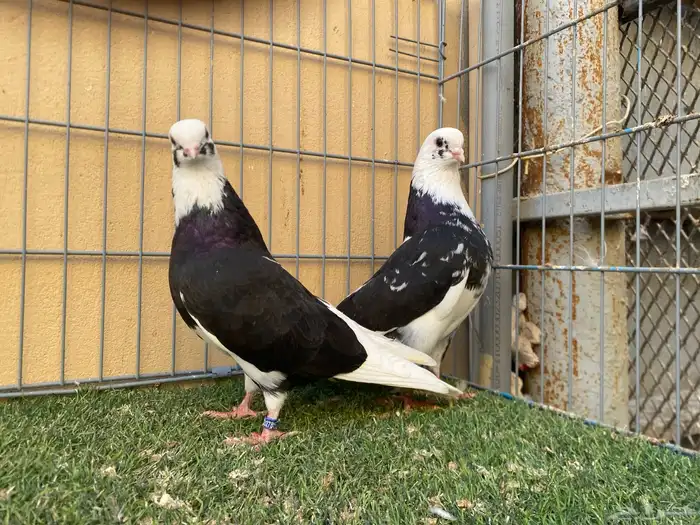 حمام. قطيفي 1