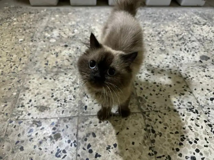 قطو هيمالايا للتبني 3