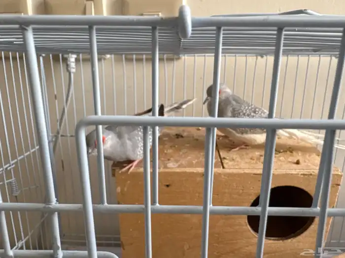 جوز حمام قميري 0