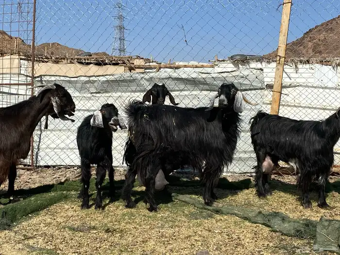 يامدورين الحليب معزا حليب وافر شرط 13