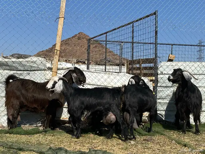 يامدورين الحليب معزا حليب وافر شرط 15
