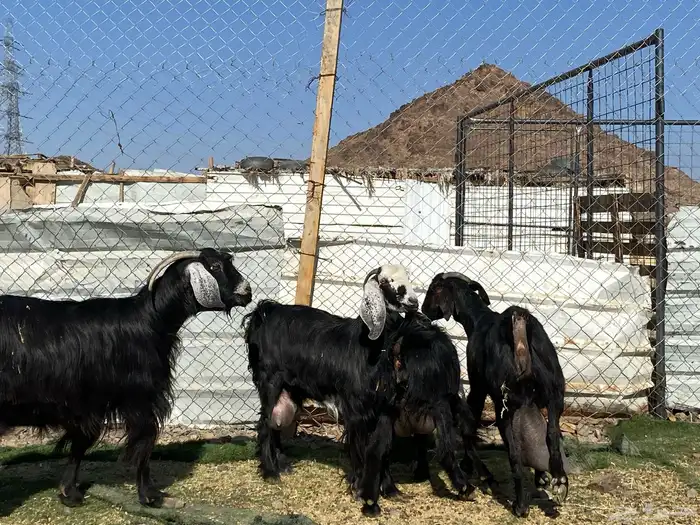 يامدورين الحليب معزا حليب وافر شرط 11