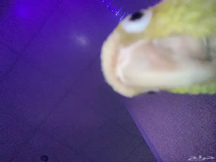 ببغاء كنيور 5