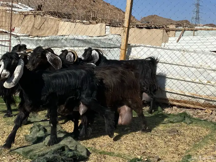 يامدورين الحليب معزا حليب وافر شرط 34