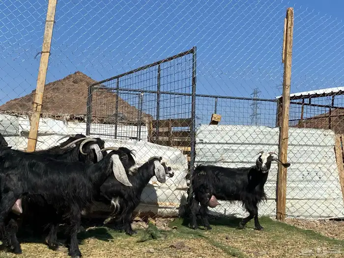 يامدورين الحليب معزا حليب وافر شرط 39