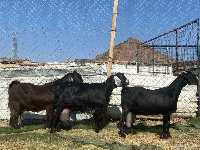 يامدورين الحليب معزا حليب وافر شرط 6