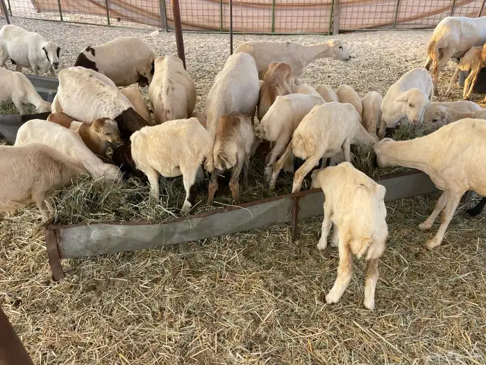 غنم رفيديه خلفات 6