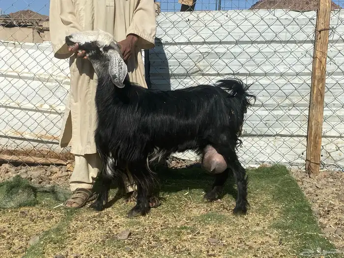 يامدورين الحليب معزا حليب وافر شرط 8