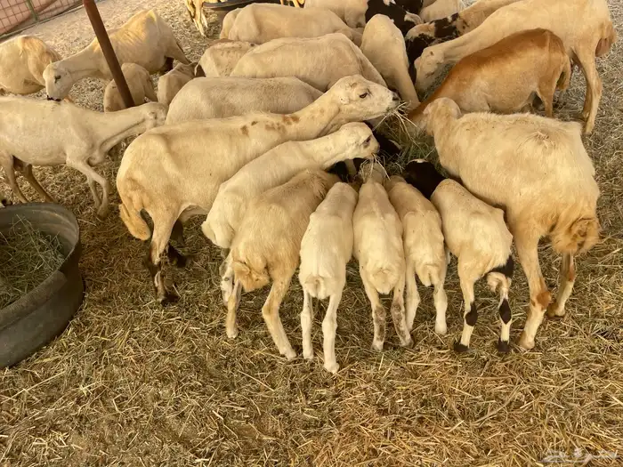 غنم رفيديه خلفات 21