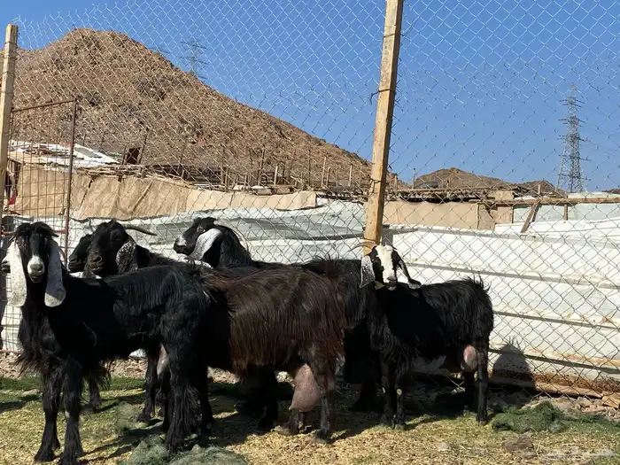 يامدورين الحليب معزا حليب وافر شرط 27