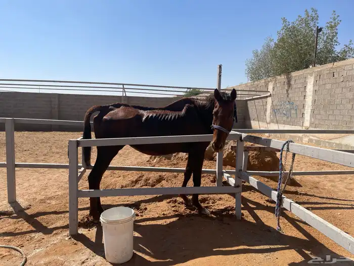 فرس شقراء انجليزي للبيع 8