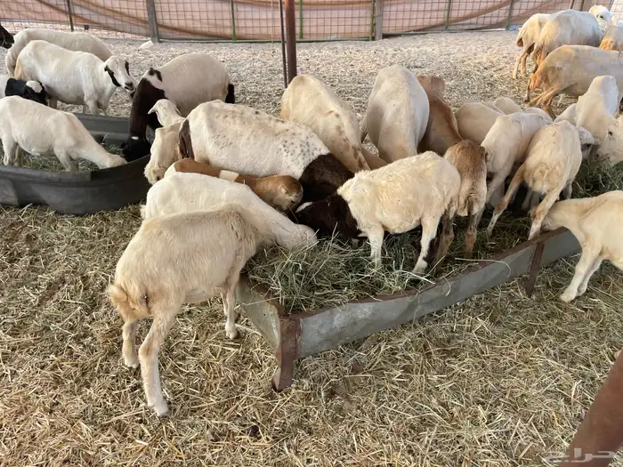 عنم رفيديه خلفات مراح واحد 17