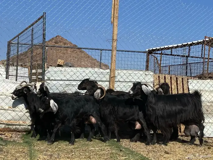 يامدورين الحليب معزا حليب وافر شرط 53