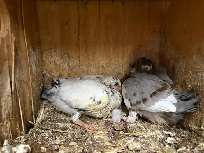 بصايص حمام لاحم 3