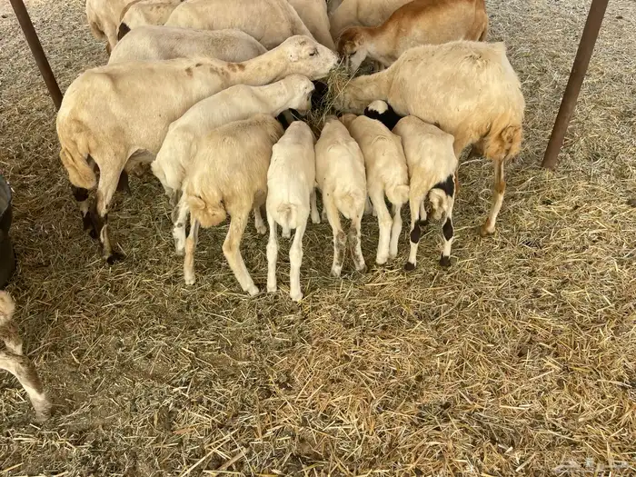 غنم رفيديه خلفات 22