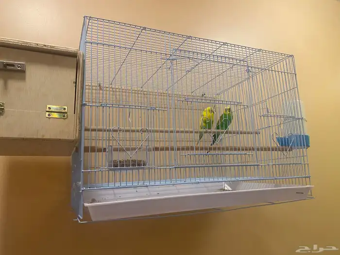 للبيع طيور الحب بكستاني جوز ماشاءالله تبارك الله. ( الدمام ) 0