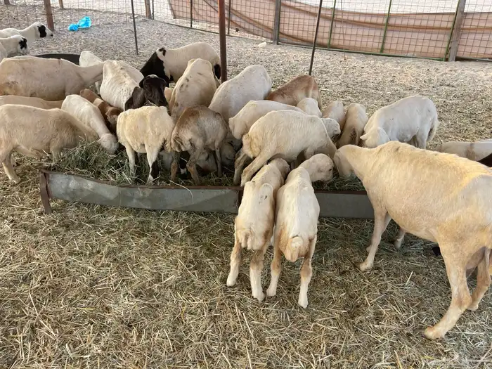 عنم رفيديه خلفات مراح واحد 18