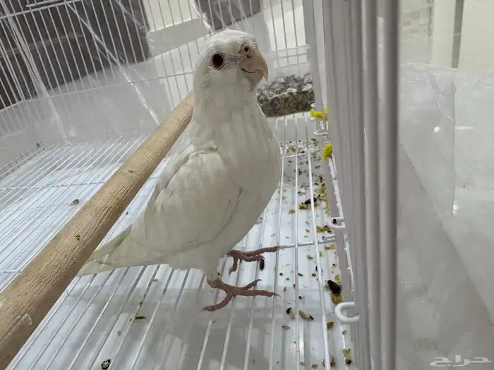 طير كروان البينو 1