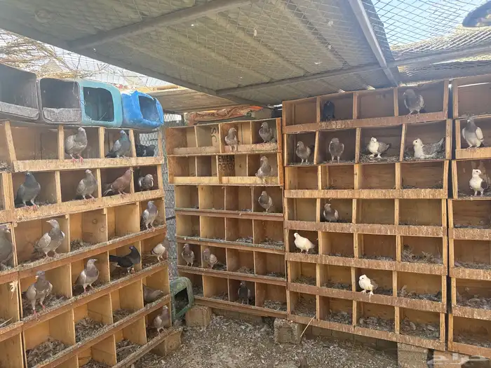 حمام فيه حب رمان والباقي سلفر صغير جهز لتزيوج 0