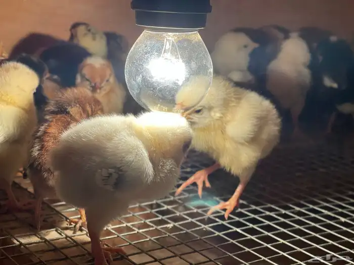 فقاسة156 بيضة باقي ضمانها ساري استخدام مرتين 3