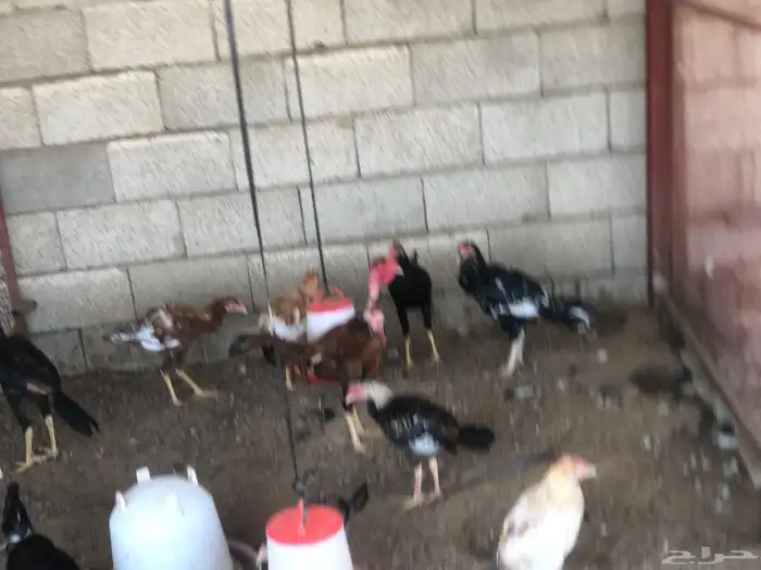 السلام عليكم نعرض لكم ديوك اكستاني 1