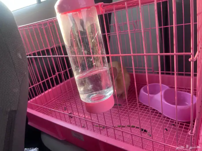 ارنب مع القفص 50 ريال بس 0