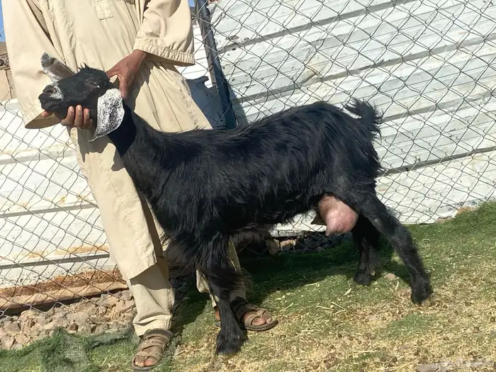 يامدورين الحليب معزا حليب وافر شرط 10