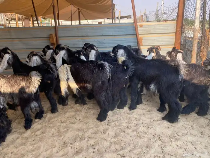 تيوس و جفار عوارض للبيع 1