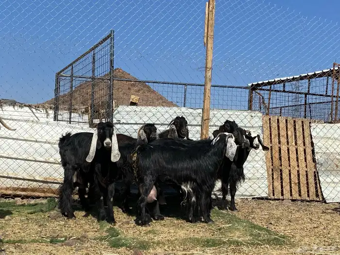 يامدورين الحليب معزا حليب وافر شرط 43