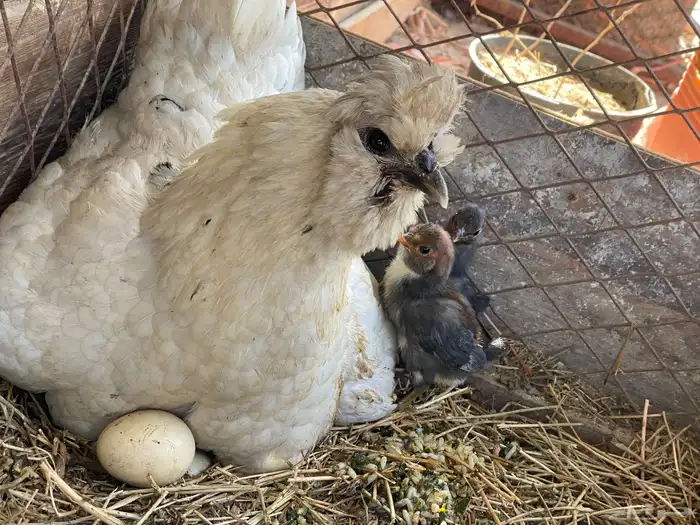 دجاج فارسي للبيع 8