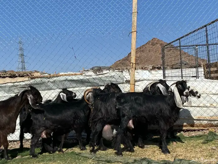يامدورين الحليب معزا حليب وافر شرط 37