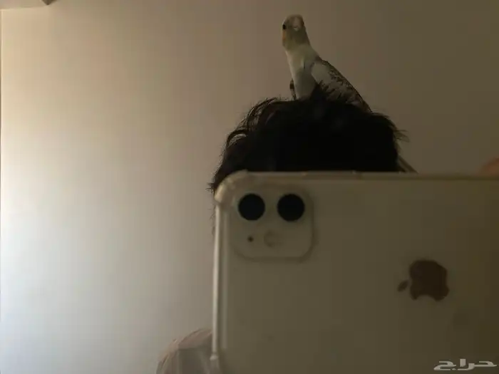 ببغاء كروان اليف العمر 9او 10 شهور تنوييه الببغاء بدون قفص 0