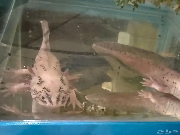 حيوان الاكسلوتل (شيطان البحر ) 0