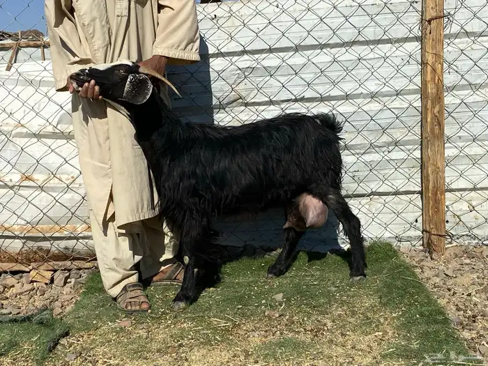 يامدورين الحليب معزا حليب وافر شرط 22