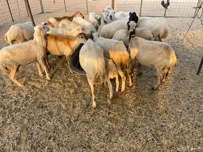 عنم رفيديه خلفات مراح واحد 13