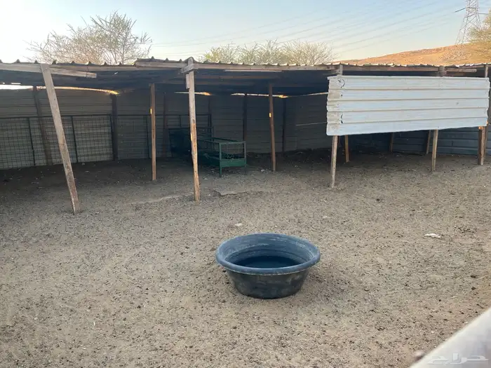 حظيره أغنام 4