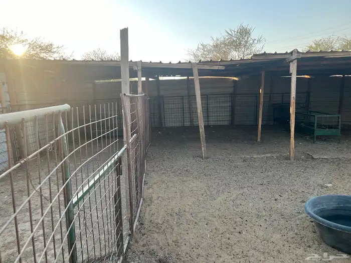 حظيره أغنام 0