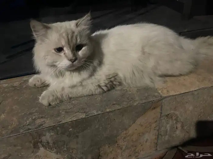 قط ذكر هيملايا للتبني 1