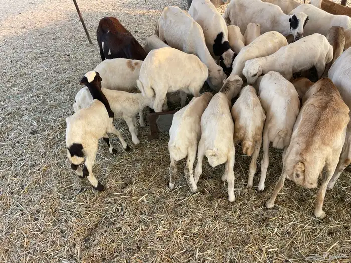 عنم رفيديه خلفات مراح واحد 19