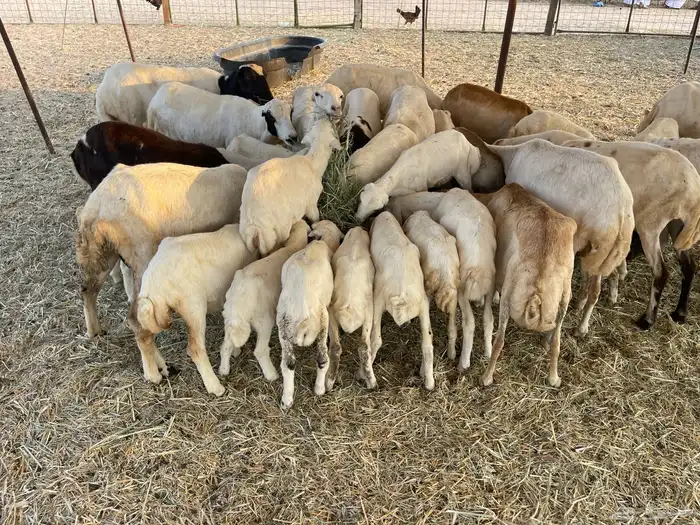 عنم رفيديه خلفات مراح واحد 2