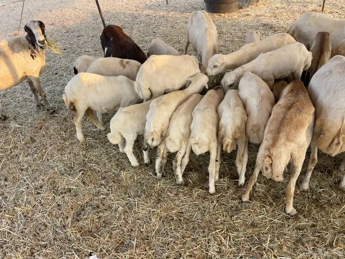 عنم رفيديه خلفات مراح واحد 12