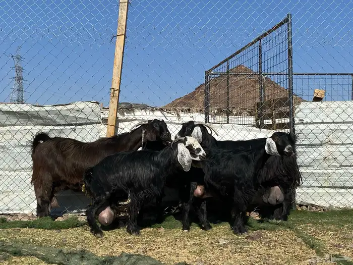 يامدورين الحليب معزا حليب وافر شرط 19