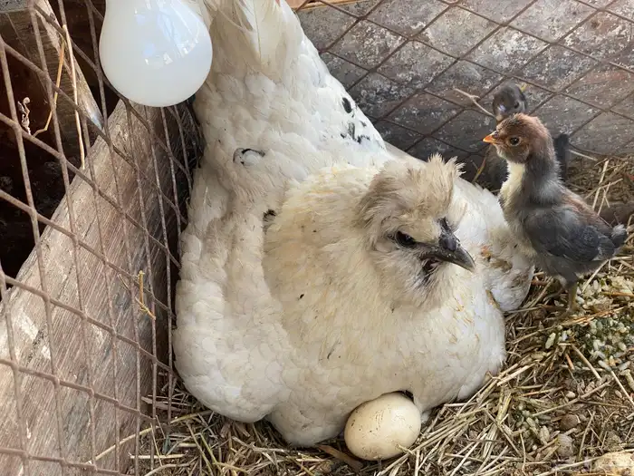 دجاج فارسي للبيع 9