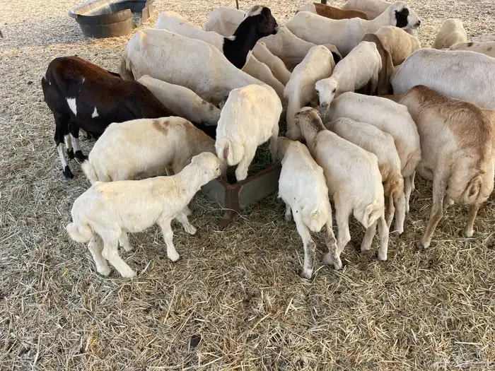 غنم رفيديه خلفات 0