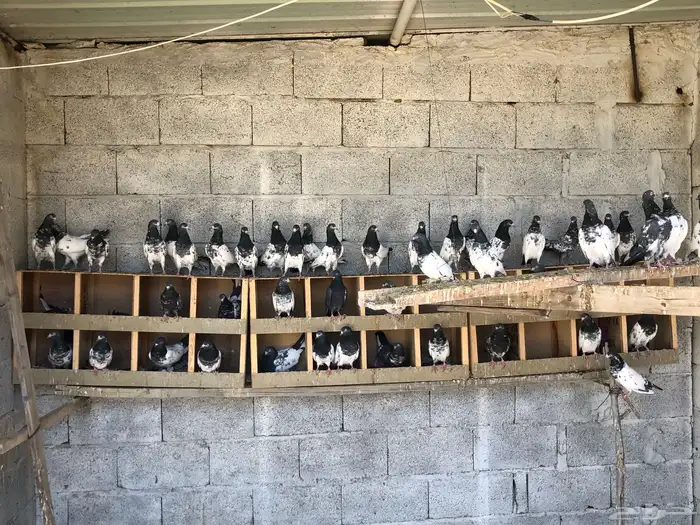 حمام باكستاني تيدي بيور 5