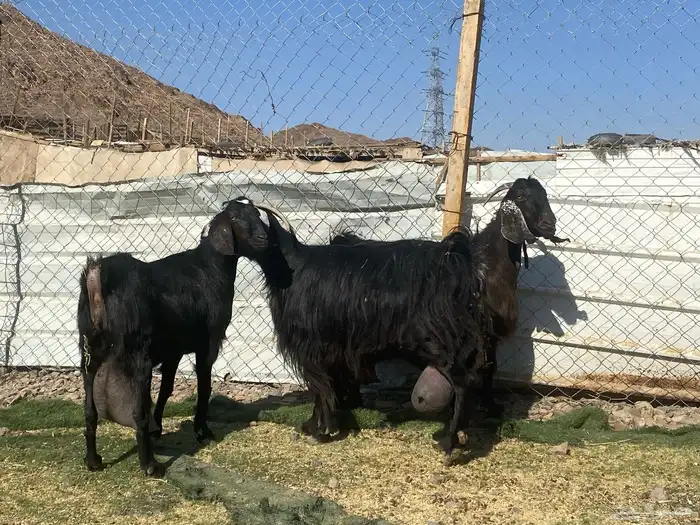 يامدورين الحليب معزا حليب وافر شرط 3