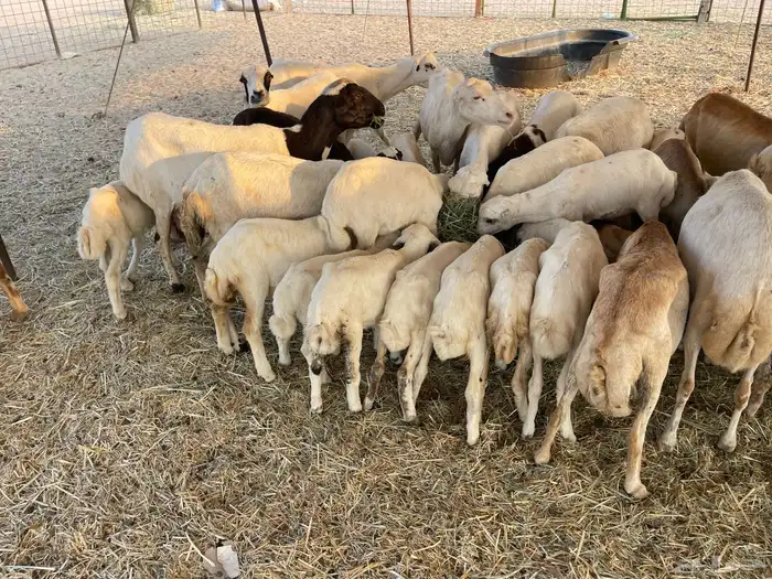 غنم رفيديه خلفات 15