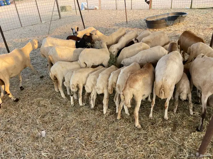 عنم رفيديه خلفات مراح واحد 6