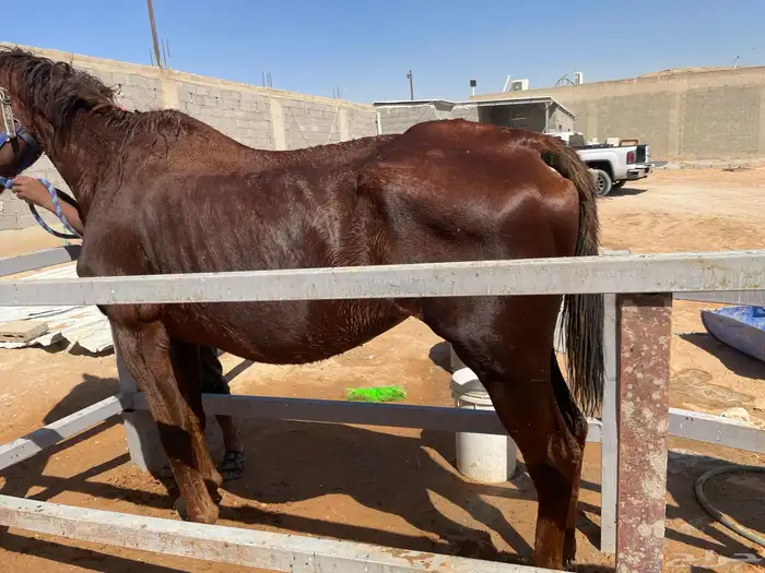 فرس شقراء انجليزي للبيع 6