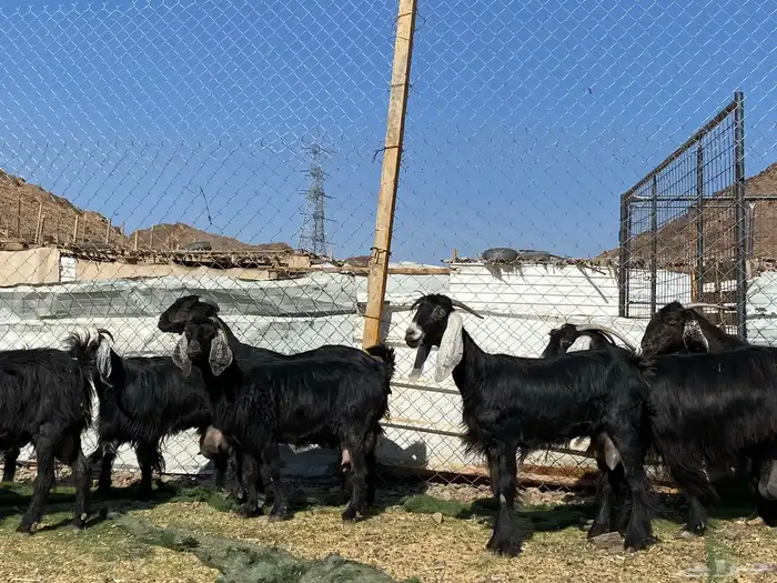 يامدورين الحليب معزا حليب وافر شرط 46